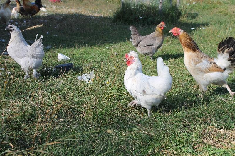 Rocklosa Gard Otel Ollosa Dış mekan fotoğraf